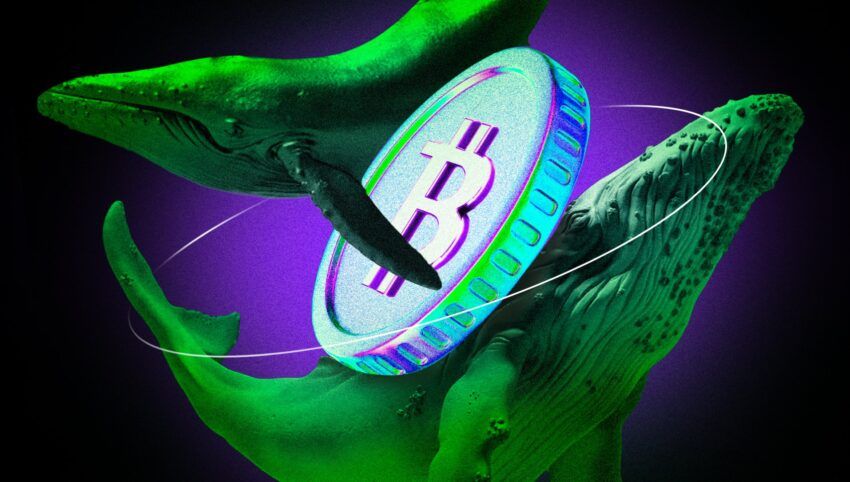 Les baleines Bitcoin accumulent pour 3 milliards de dollars en BTC